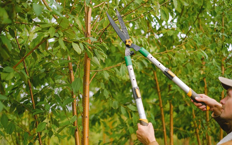 Tree trimming in Saint Benedict, OR