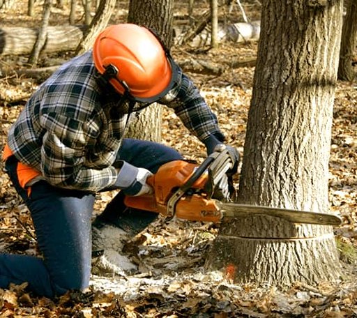 Tree Removal in Saint Benedict, OR